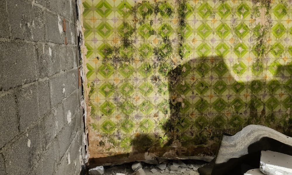 Rückbau eines Großschimmelschaden